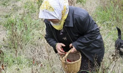 Çiftçi kadın ektiklerini toplarken dehşete düştü! Yılana ve cadıya benzeyen...
