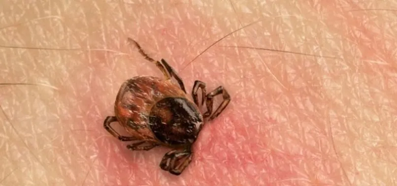 Et alerjisine yol açan kene