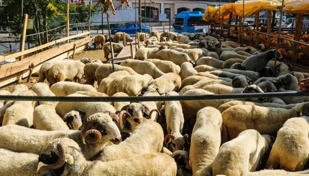 Kurban Bayramı ne zaman 2023? Kurban Bayramı hangi tarihte idrak edilecek? - 2