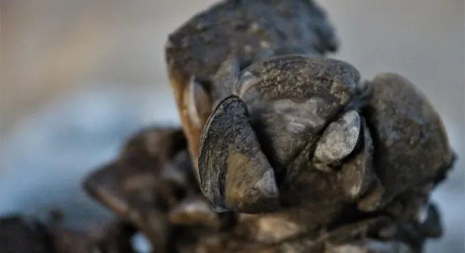 Zebra midyeler Türkiye’yi 10 yılda istila etti, balıkçılık için büyük sorun olacak - 3