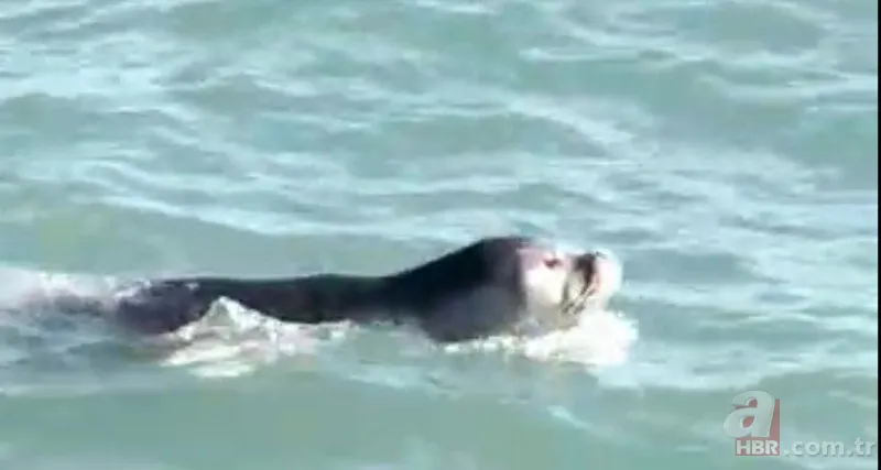 O ilimizde kıyıya yaklaşınca fark edildi! Hemen telefona sarıldılar 1