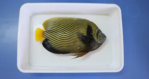 Türkiye’de ilk kez görüldü