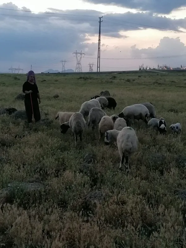Köylüler çığlıklara koştu! Sürüye saldırıp parçaladılar… Çoban canını zor kurtardı: Beni de parçalayacaklardı