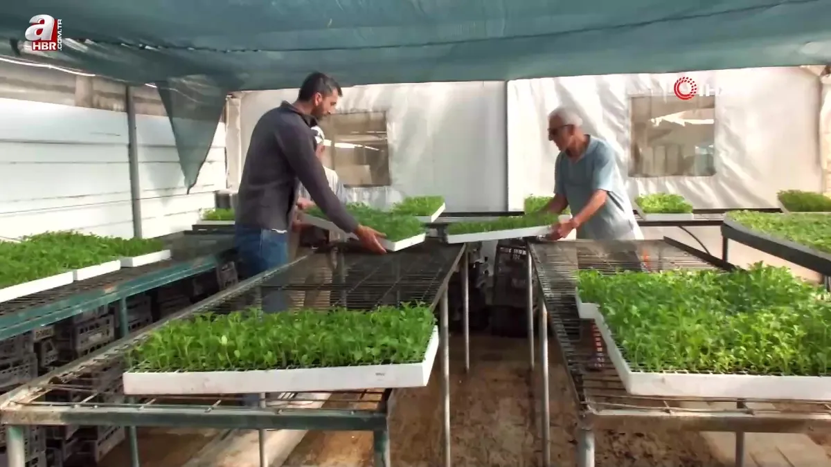 Balıkesir’in Burhaniye ilçesinde Stevia fidesi sevkiyatına başlandı