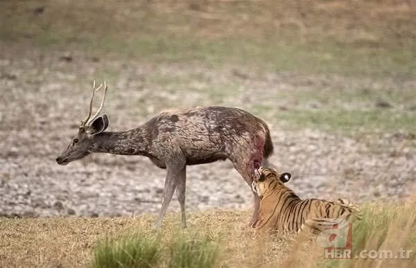 Dağ keçisinin zor anları! Hakkari'deki yoğun kar yağışı onları da olumsuz etkiledi 21