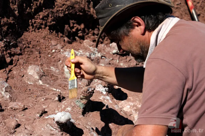 Son dakika: Yeryüzündeki en büyük hayvan bulundu! Böylesi daha önce görülmedi! Tam 98 milyon yıllık! Görenler şokta 4