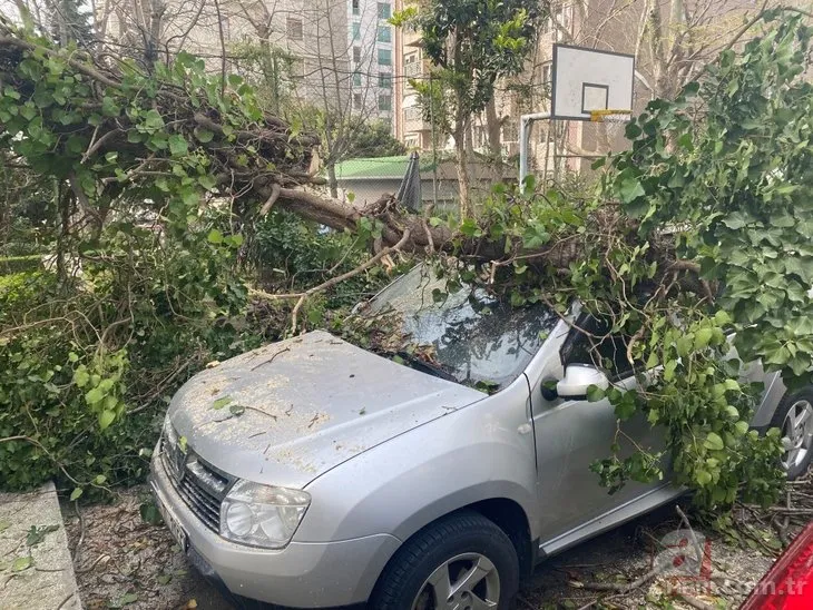 İstanbul Kadıköy'de görenleri şoke eden olay! Dev ağaç otomobillerin üzerine devrildi