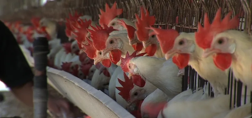 Almanya'da kuş gribi ortaya çıktı