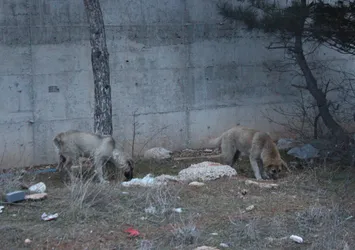 Uşak'ta çöplükte 21 köpek ölü bulundu
