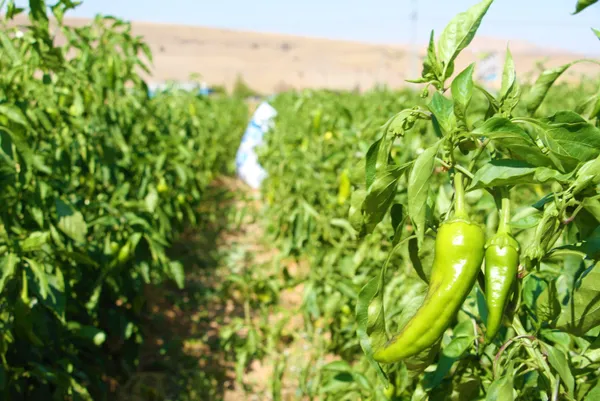 Fahiş fiyatla nasıl mücadele edilir? Uzmanlardan fahiş fiyata tavsiyeler