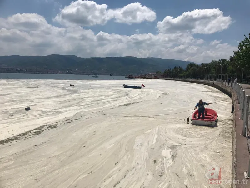 İzmit Körfezi'nde yeniden ortaya çıktı: Martı salyaya saplandı 2