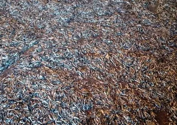 15 günde 148 bin 500 kilo hamsiye el konuldu