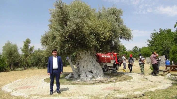 İşte Başkan Erdoğan’ın bahsettiği o zeytin ağacı