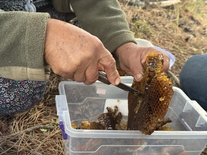 dag-tas-gezip-adim-adim-takip-ediyorlar-yuvasini-bulan-kazaniyor-kilosu-5-bin-tl-1760946648001.jpeg 30 yılı aşkındır bu işi yapan vatandaş, kaçan oğul arıları nisan ayında aramaya başladığını söyledi. (İHA)