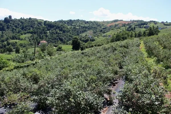 Bir yılda 300 bin lira kazandı! Trabzon Of'ta çay yerine bakın ne ekti - 2