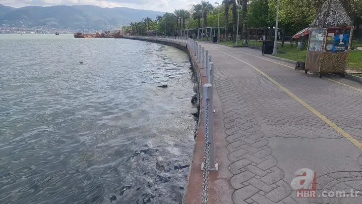 Müsilaj değil! Kocaeli’de tedirgin eden görüntü: Tüm sahili kapladı