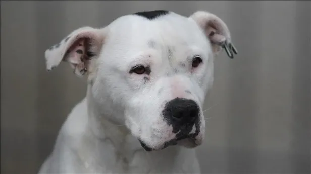 10-soruda-kuduz-hastaligi-kuduz-hastaligi-nedir-tedavisi-var-mi-insan-ve-hayvandaki-belirtileri-neler-kuduz-su-1668580890893.jpg 10 soruda KUDUZ HASTALIĞI | Kuduz hastalığı nedir, tedavisi var mı? İnsan ve hayvandaki belirtileri neler? Kuduz şüphesi olan biri ne yapmalı? - 9