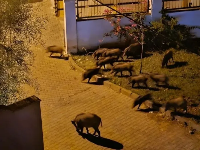 Marmaris'te yaban domuzları cadde ve sokak istila etti - 1