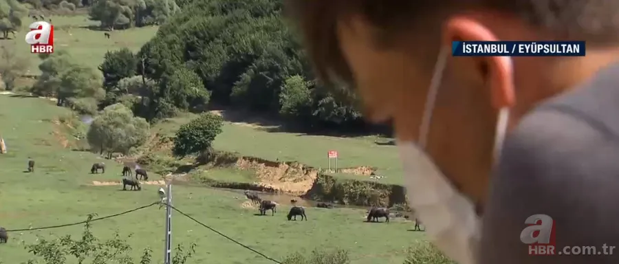 Lezzetli manda yoğurdu nasıl yapılır? | Doğal ortamında manda yoğurdu 2