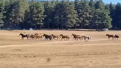 Yılkı atlarına kurt saldırdı