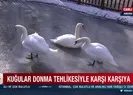 Donma tehlikesiyle karşı karşıyalar