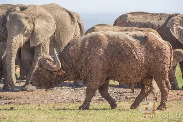 Partnerini kaybetmişti! Dünyanın en yalnız fili "Kaavan"... 21