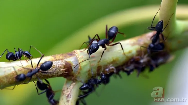 Türkiye’deki karınca araştırması olay oldu! Karınca çeşitleri arttı! Akıllara karınca yuvasındaki test geldi