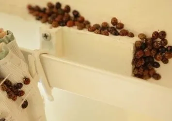 İngiltere şokta! Cinsel yolla bulaşıyor...