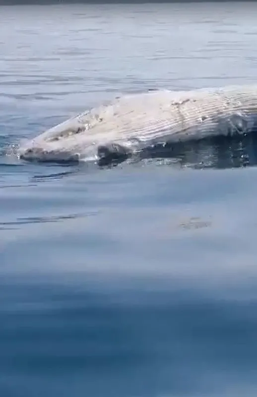 Son dakika: Dünyanın en büyük iki balina türünden biri! O ilimizde balıkçılar görüntüleri anbean kaydetti