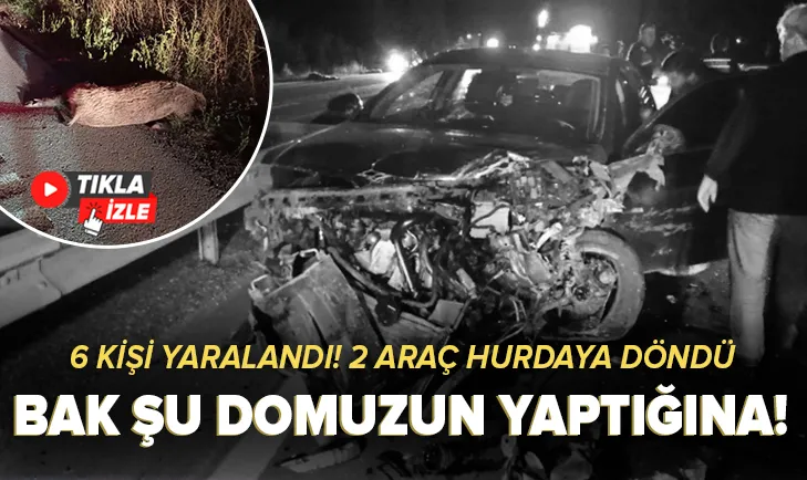 Bak şu domuzun yaptığına!