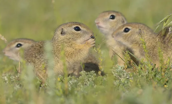 ABD’de çarpıcı araştırma: Yer sincapları insanlara benzer karakterlere sahip
