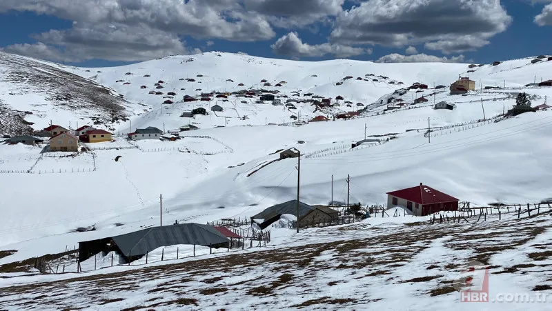 Vahşi doğada ölümcül karşılaşma! Ayı yavrularını… 9
