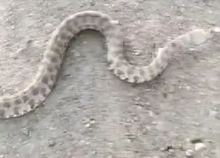 En zehirli yılan türlerinden! Kendisine saldırınca boğazından yakaladı