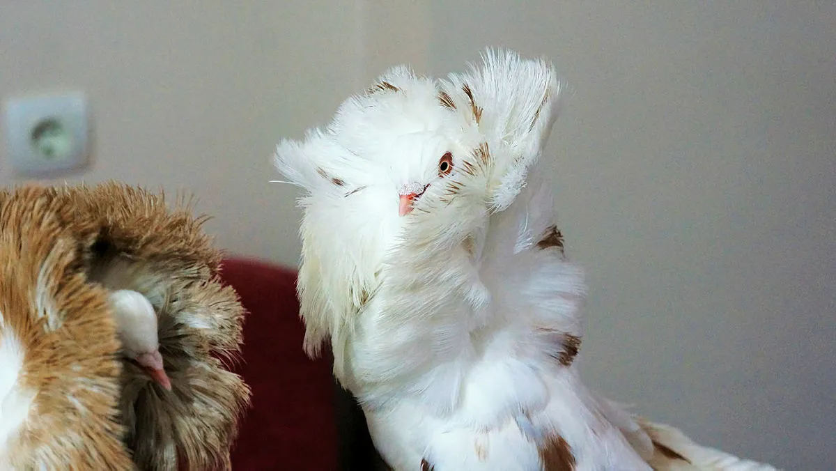 Denizli’de ‘Mantolu’ güvercini almak için evini arabasını teklif eden var