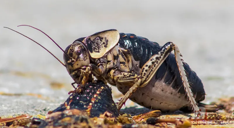 Yamyam çekirge o ilimizde yeniden ortaya çıktı 🦗 Kendi türünü yerken görüntülenmişti 10