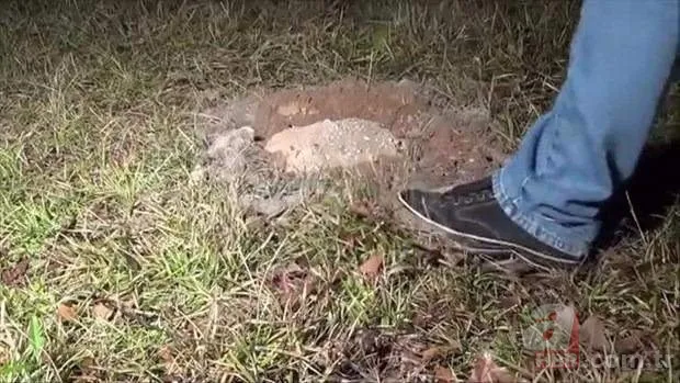 Kırmızı karıncalardan batmayan sal! Haftalarca yüzebiliyorlar 18