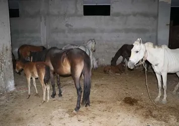 Adana'da kaçak at kesimi deposuna operasyon