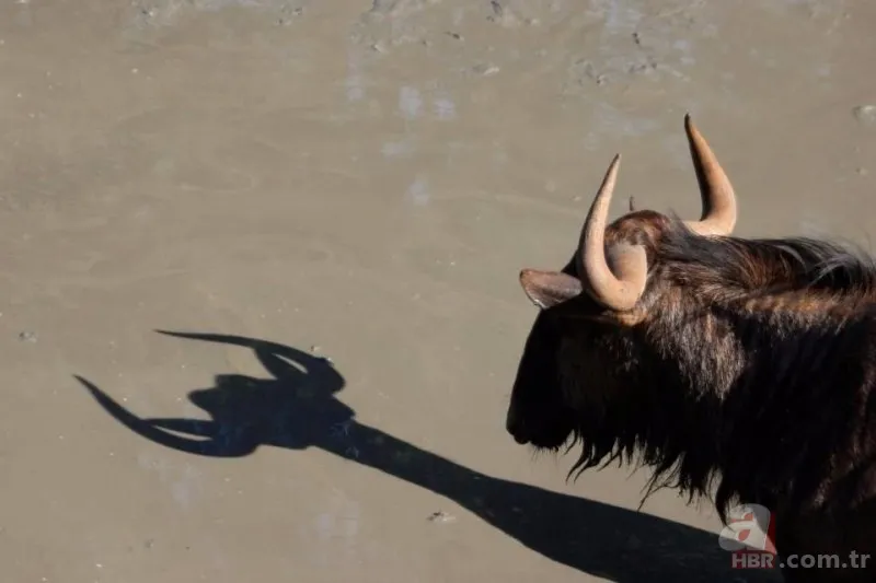 Vahşi yaşamın en komik fotoğrafları 18