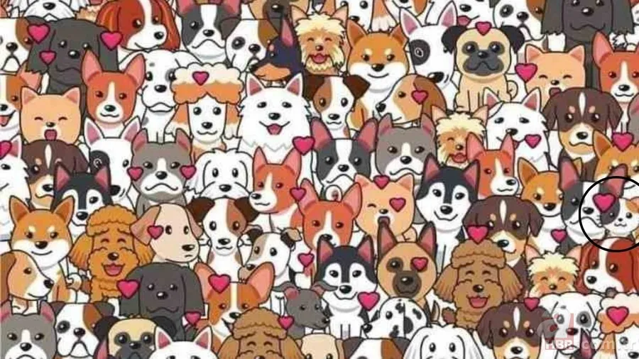 Zeka testi: Köpeklerin arasındaki yavru kedi nerede? 1166 kişiden 33'ü bulabildi 5