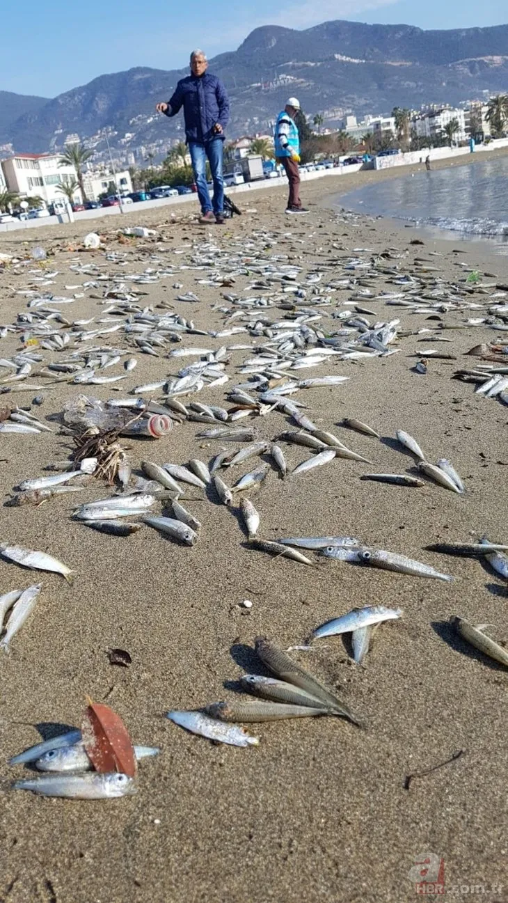 Alanya’da sahile ölü gümüş balıkları vurdu
