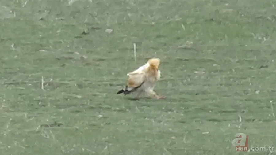 Rengiyle dikkat çekti! Nesli tükenme tehlikesi altındaki akbaba böyle görüntülendi 2