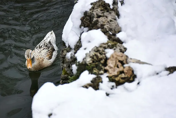 İstanbul kar yağışı kaç gün sürecek? 19-20 Mart Cumartesi-Pazar günü İstanbul’a kar yağacak mı? Meteoroloji son dakika!