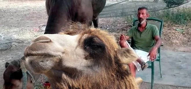 Türkiye’nin gündemine oturan olay! Muğla’da deve adam öldürdü