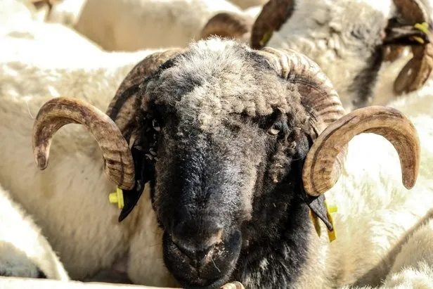 Kurban Bayramı ne zaman 2022? Kurbanlık fiyatları açıklandı mı, ne kadar? Küçükbaş, büyükbaş fiyatları...