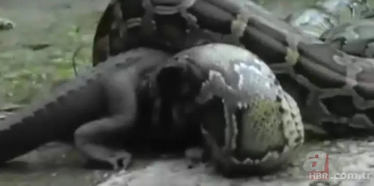 Dev piton timsahı yutmaya kalkıştı! Görenler inanamadı... 3