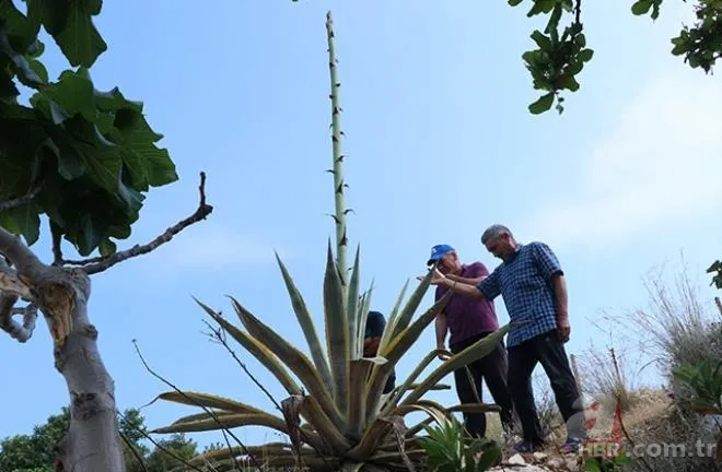 Mersinliler şaşkın! 50 yıldır kimse fark etmedi! 🌱25 günde 4 metreyi geçti 7