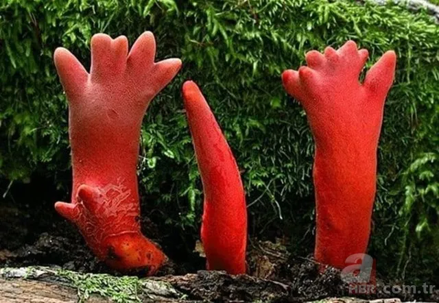 Ormanda yürüyüş yaparken karşısına çıktı! Ölü adamın parmakları kan dondurdu 14