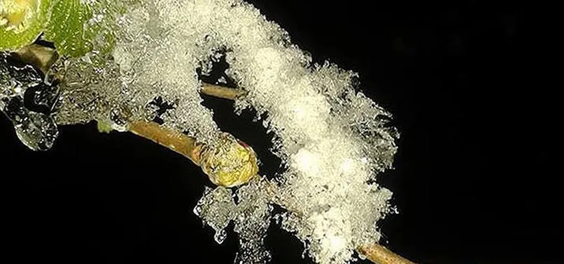 Meteorolojiden zirai don uyarısı