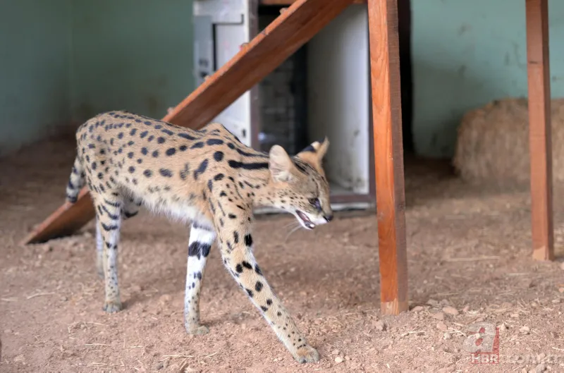 Kedigillerin en zor bulunan türü | İstanbul'da lüks bir malikanede ele geçirildi! Nesli neredeyse hiç kalmadı 12