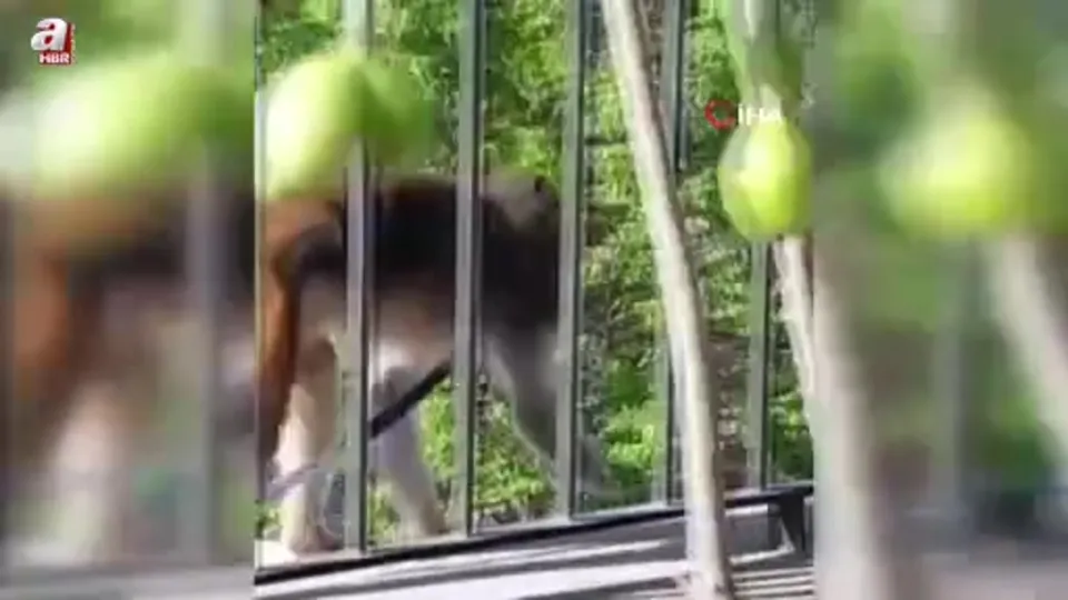 Muğla’da kaçak maymun alarmı